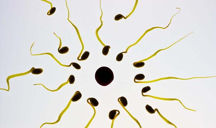 sperme, reproduction, pesticide, naturopathie