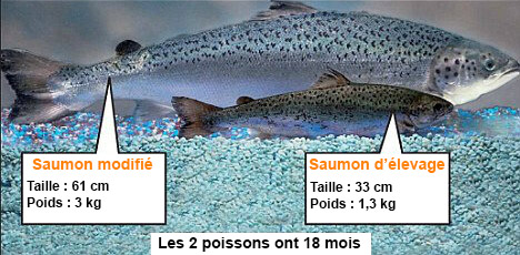 saumon-OGM