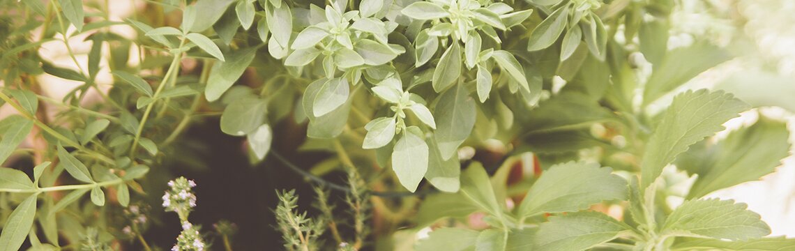 Phytothérapie-Santé naturelle-Naturopathie.